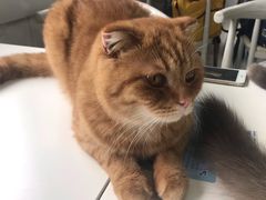 -喵的天空名猫咖啡馆·撸猫·猫舍·用品