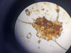 -佳雯宠物医院(金华南路分院)