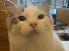 -滚猫咖啡·猫咖·猫友好撸猫(未来城店)
