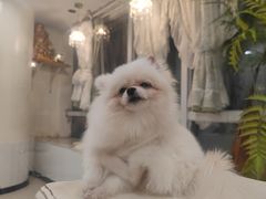 -共舞时光猫咖·狗咖(新街口店)