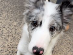 -暖阳宠物医院·犬猫康复中心·骨科