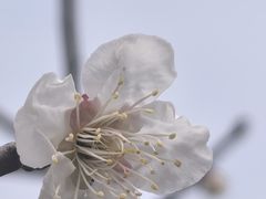 -洛阳市隋唐城遗址植物园