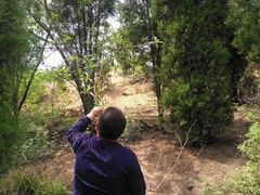 -鲁山国家森林公园