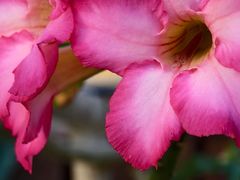 -北京植物园-展览温室