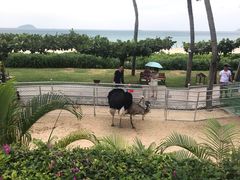 -三亚亚龙湾天域度假酒店