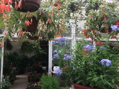 -龙大花卉苗木市场