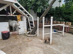 -J Create城市露营咖啡·简餐·宠物(上海动物园店)