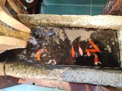 -兵哥豌豆面(雅颂居店)