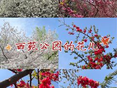 -西苑公园