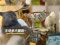 -猫咪派对(江南西店)