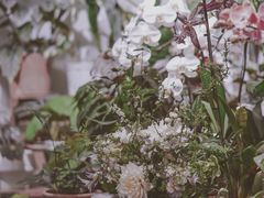 -自由生长植物工作室(深港花卉中心店)