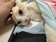 -瑞派长江宠物医院·猫科·外科·24小时夜护(谊城公寓分院)