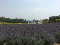 -紫颐香薰山谷景区