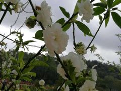 -南国桃园旅游度假区