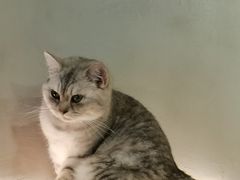 -猫儿山۰猫主题餐厅
