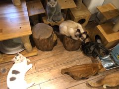 -more than meow吴止猫主题餐厅(承德 中船汇店)