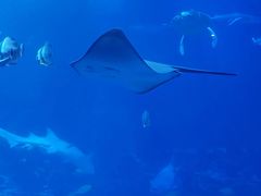 -太平洋海底世界