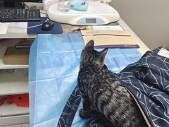 -关爱宠物医院·猫科中心·消化科(滨湖万达分院)