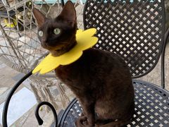 -喵屿·大理花园猫咖