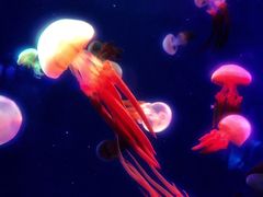 -成都浩海立方海洋公园