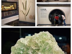 -上海自然博物馆
