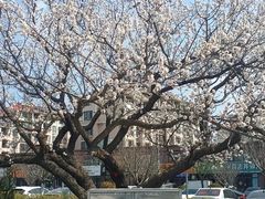 -泰山风景名胜区-虎山公园