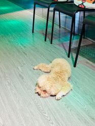 -卡门舞蹈
