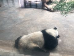 -石家庄市动物园