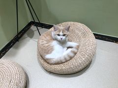 -藏猫猫咖啡主题馆(中央大道店)