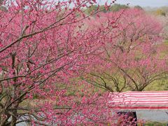 -花开海上生态园
