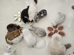-共舞时光猫咖·狗咖(新街口店)