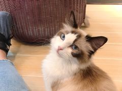 -momokira米努特·德文卷毛猫·棉花面纱犬