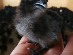 -大清花饺子城(昌黎店)