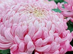 -杭州植物园