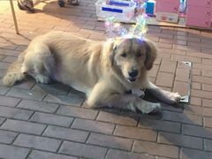 -荷兰街