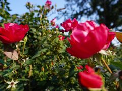 -北京西山国家森林公园