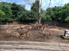 -清迈夜间动物园