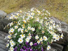 -Pakkhús Restaurant