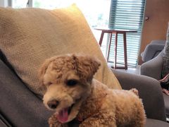 -百好乐宠物友好餐厅(朝外大街店)