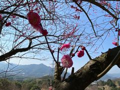 -新建村梅花