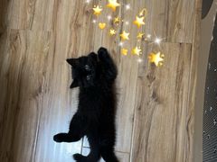 -纳吉亚猫专科动物医院(康都外科中心)