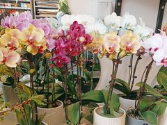 -FEI FEI FLOWER鲜花店·气球派对·宝宝宴布置(虹口德必运动Loft店)