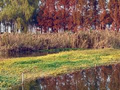-洋湖国家湿地公园