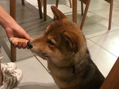 -柴务处·柴犬主题狗咖