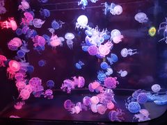 -烟台海昌鲸鲨海洋公园