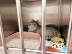 -艾吉宠物医院·疑难杂症转诊中心·猫友好(碧江路院)