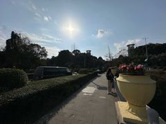 -神仙树公园