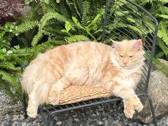 -自由生长植物工作室(深港花卉中心店)