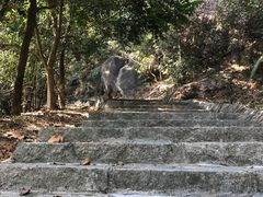 -凤岗南门山森林公园