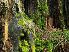 -五营红松林海景区